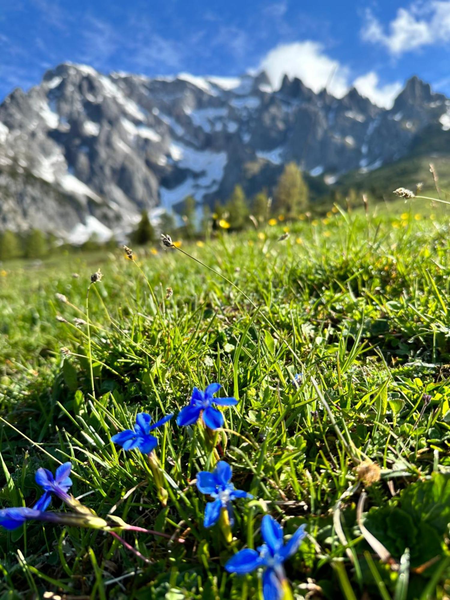 Apart Ursus Hinterthal Maria Alm am Steinernen Meer Luaran gambar